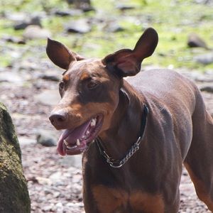 Meet your Posher, Martha